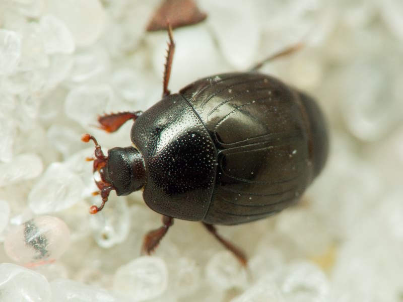 Histeridae Gyllenhal, 1808